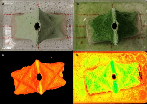 Figure 16. Photograph and I-PAM of 2 Wall sample fired at 1000°C with Auro binder (A) day 0 (B) day 14. The images demonstrate how the matrix visibly acquires a darker green colour indicating higher cell density whilst the I-PAM images demonstrate lighter areas in outward folds except for top edge which offers a flat surface.