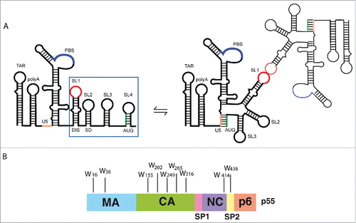 Figure 1. Partners involved in HIV-1 genomic RNA packaging. (A) Schematic representation of the first 615 nucleotides at the 5′-end of HIV-1 gRNA and the main secondary structure elements. The blue square contains the Psi region (SL1-SL4). SL1 is also known as the Dimerization Initiation Site (DIS) as it mediates the initial steps of gRNA dimerization through a kissing-loop interaction. The major splice donor (SD) site in SL2 and the AUG translation initiation codon of the gag gene are indicated. The secondary structure of the dimer of the 5′ ends of HIV-1 gRNA showing U5-AUG conformation is on the right hand side.Citation17,19 (B) The Pr55Gag precursor and its domains: the matrix (MA), capsid (CA), nucleocapsid (NC), and the small proline rich p6 domain, as well as the spacer peptides SP1 and SP2 are shown. Positions of tryptophan residues (W) in the different domains of Pr55Gag are indicated.