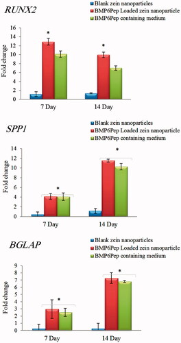 Figure 8. Osteogenesis-specific mRNA levels of RUNX, SPP1 and BGLAP marker genes, 7 and 14 days after incubation. The values are mean ± SD of independent experiments performed in triplicate. *p < .05 between gene expression for a given time point.