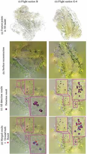 Figure 10. Visualization of each step in cattle counting. (a) Feature points in 3D model output by VisualSFM (Wu et al. Citation2011; Wu Citation2013). (b) Surface reconstruction result by screen poission surface reconstruction (Kazhdan and Hoppe Citation2013) in Meshlab (Cignoni et al. Citation2008). (c) Visualization of all detection results. (d) Visualization of merged results. Line (i) is the results of flight section B and line (ii) is the results of flight section G-4 in Dataset 1, which are examples of (i) Motionless. In (c), detection results of the same target are close to each other. Transparency of ground surface in (c) and (d) is adjusted for visualization of three-dimensional coordinates of detection results and ground truth.