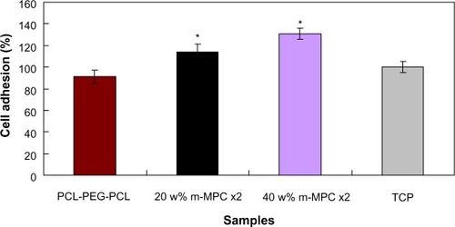 Figure 8 MG63 cell adhesion on m-MPC with 20 w% and 40 w% m-MS, and on PCL-PEG-PCL and TCP (controls).Note: *Significant difference (P<0.05).Abbreviations: m-MPC, m-MS and PCL-PEG-PCL composite; m-MS, mesoporous magnesium silicate; PCL-PEG-PCL, poly(ε-caprolactone)-poly(ethylene glycol)-poly (ε-caprolactone); TCP, tissue culture plate.