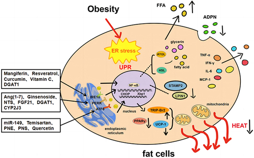 Figure 1 Main mechanisms of endoplasmic reticulum stress leading to abnormalities in adipocyte metabolism in obesity and potential drugs for intervention. Endoplasmic reticulum stress in obesity leads to the expression and secretion of adipocyte inflammatory cytokine TNF-α, MCP-1and IL-6 by affecting NF-κB, ADPN, STAMP2, LPIN1and TRIP-Br2. LPIN1 upregulates the expression of lipolytic enzymes including p-HSL and ATGL, increases fat lipolysis and increases circulating FFA. Increased TRIP-Br2 can significantly reduce the expression of Ucp1, PPARγ and other genes involved in thermogenesis, oxidative metabolism and mitochondrial biogenesis, thereby reducing the thermogenesis of adipocytes.