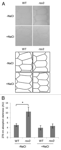 Figure 2. UV microspectrophotometry of cell walls in the root meristematic zone. (A) (first 4) Phenylpropanoid-derived compounds deposited in cell walls were observed in transverse sections (3 μm thickness) prepared from the meristematic zone of root tips (300 µm distal from the root cap tip) of 3-d-old wild-type and rss3 grown in the absence (−) and presence (+) of 100 mM NaCl. (A) (second 4) Schematic drawing of the position of cell walls in the sections shown in the first 4 panels. (B) Quantification of UV absorbance in the cell wall observed in (A). Root samples were fixed in 3% glutaraldehyde, treated with 50% hypochlorous acid for deproteinization, and stained using 1% osmium tetroxide. After dehydration in a graded ethanol series, the root tips were embedded in epoxy resin and sliced with a diamond knife. Sections were mounted on quartz microscope slides, covered with a quartz coverslip, and observed at a wavelength of 278 nm under a microspectrophotometer (Zeiss MPM800), with a bandwidth of 20 nm and objective lens magnification of × 40. The levels of UV absorption in the cell wall and cytosol (for the background) were quantified using ImageJ software (http://rsbweb.nih.gov/ij/). Measurements were taken from at least 4 different positions for each sample and averaged for calculation. Data of at least 3 biological replicates were used for each condition (Mean ± SD n ≥ 3). Asterisk indicates P value < 0.05 (the Student t-test).