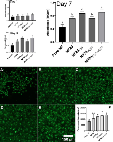 Figure 6 Viability of HSVECs after 1, 3, and 7-day incubation with coated nanofibers. The images of the HSVECs stained with Willebrand factor antibody (green) represent cell maturation on day 7 cultured with NF. (A) uncoated (pure) NF; (B) NF20; (C) NF20FGF; (D) NF20VEGF; (E) NF20FGF+VEGF. Graph (F) represents fluorescence intensity of stained cells. Observed under the Olympus X71 microscope, the intensity was measured by ImageJ. The superscript letters above the columns (a, b, c) denote significant differences between samples that do not share the same superscript (p<0.05).