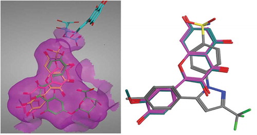 FIGURE 3 (Left): Quercetin and its metabolites docked inside COX-II active site. Quercetin (yellow), methyl quercetin (grey), quercetin sulphate (pink), and quercetin-7-glucuornide (green) all were able to bind to COX-II extra binding domain with the exception of quercetin-4-glucuornide (blue) which appears to be out of the pocket. (Right): Overlay of Celecoxib (grey), Quercetin (magenta), and Methyl quercetin (cyano) showing the benzopyran ring superimposed on the benzene sulphonamide moiety.