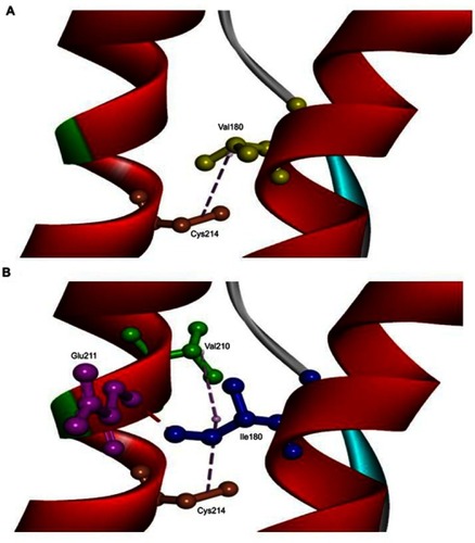 Figure 5 3D model of normal PRNP and PRNP with V180I mutation. (A) Val180 (yellow) was predicted to be on hydrophobic contact with Cys214 (orange) on α3 helix. (B) Ile180 (blue) enhanced the contact of α2-α3 helices, since it could form a hydrogen bond with Glu211 (purple) and additional hydrophobic contact with Val210 (green). The orientation of Ile180 was also changed, which could result in a reduced distance between α2–α3 helices.