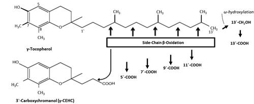 Figure 1. Structures of γ-tocopherol and the side-chain degradation pathway. The structures of different vitamin E forms are illustrated with γ-tocopherol as a base, which is dimethylated at the 7- and 8-positions. The chromanol ring is trimethylated at the 5-, 7- and 8-positions in α-tocopherol, dimethylated at the 5- and 8- positions in β-tocopherol and methylated at the 8-position in δ-tocopherol. The corresponding α, β, γ and δ-forms of tocotrienols each have double bonds at the 3`, 7` and 11` positions. The side‐chain degradation pathway is initiated by ω‐oxidation and followed by five cycles of β‐oxidation, each reducing the chain length by two carbons. The metabolites are named following reference Jiang (Citation4); for example, 13′‐COOH is the metabolite of VE with the carboxylic group at the 13′‐position. The degradation of other forms of tocopherols follows the same pathway (from reference Yang et al. (Citation1)).