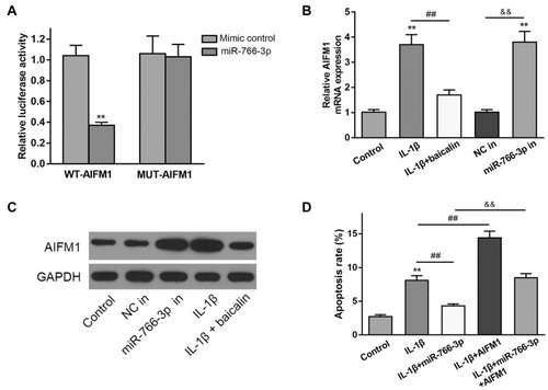 Figure 6 MiR-766-3p targets AIFM1 to regulate autophagy and cell apoptosis in chondrocytes. (A) Luciferase activity of a dual-luciferase reporter vector containing wild-type 3ʹUTR-AIFM1 or a mutant 3ʹUTR-AIFM1. (B and C) AIFM1 expression at mRNA and protein was determined by qRT-PCR (B) and Western blot (C) in IL-1β alone treated, IL-1β + baicalin treated, NC in, miR-766-3p in transfected human OA chondrocytes. (D) After miR-766-3p or AIFM1 transfection, chondrocytes were treated with IL-1β for 24 h. The apoptosis rate was measured by flow cytometry analysis. **p < 0.01, && p<0.01,## p<0.01.