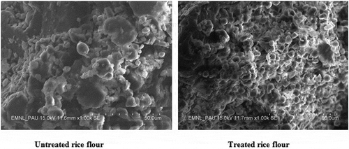 Figure 3. Scanning electron micrographs of low glycemic index rice flour.