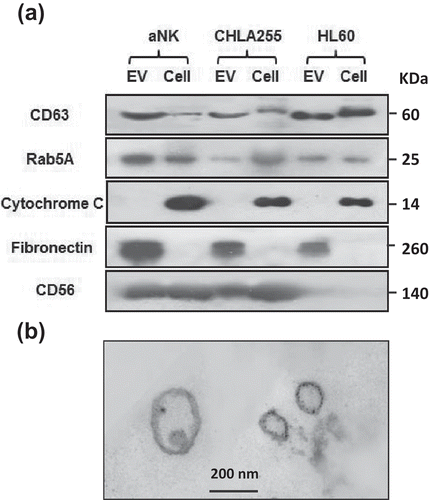 Figure 2. Markers and TEM image of isolated aNK extracellular vesicles. (a) Western blot analysis of isolated EVs and their parental cells. Thirty μg protein were loaded in each lane and probed with antibodies to CD63 (GeneTex, GTX37555, 1:500), Rab5A (Aviva Systems Biology, ARP56563-P050), cytochrome C (Santa Cruz Biotech, sc-13560, 1:500), granulysin (Antibodies-online, Inc. ABON1107438, 1:500), CD56 (EMD Millipore, MAB2120Z, 1:500). For fibronectin, only 5 μg of protein was loaded (GeneTex, GTX72724, 1:1,000). The un-cropped images with size markers are shown in Figure S2. (b) Transmission electron microscopy of EVs. aNK EVs were isolated as described in Figure 1. Aliquots of samples were subjected to TEM imaging as described in Materials and methods. A representative image is shown. Bar: 200 nm