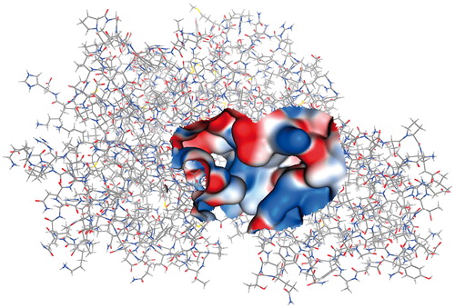Figure 4. EhHK1 3D model showing the Gaussian surface of predicted ATP binding site used for virtual screening.