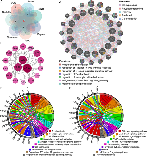 Figure 5 Co-expression network and enrichment analysis of hub genes. (A) 17 hub genes were determined by taking the intersection of the top 20 genes in the seven algorithms of cytoHubba plugin (MCC, DMNC, MNC, Degree, EPC, Closeness and Radiality). (B) PPI network of 17 hub genes. (C) The network of hub genes and their co-expression genes were constructed and analyzed by GeneMANIA. (D and E) GO (D) and KEGG (E) enrichment analysis of the hub genes. The outermost circle is term on the right and the inner circle on the left represents the significant P-value of the corresponding pathway of the gene.