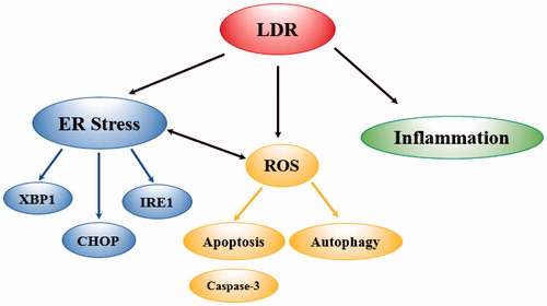 Figure 2. Schematic Illustration of Radiation Mechanisms That Might Contribute to Breast Cancer Development. Endoplasmic Reticulum stress (ER stress). Reactive Oxygen Species (ROS). Genes altered (IRE1 (the ribonuclease inositol-requiring protein-1), XBP1 (X-Box-binging protein), CHOP (the transcription factor C/EBP homologous protein).