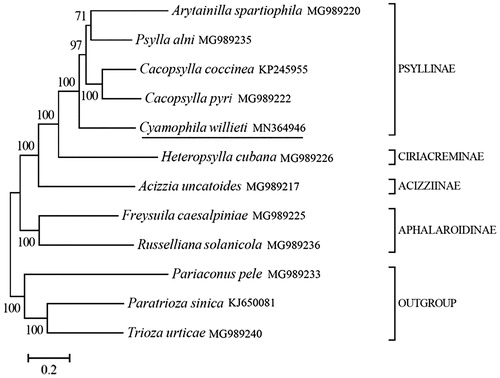 Figure 1. Phylogeny of nine Psyllidae species based on 13 mitochondrial protein-coding genes reconstructed using Bayesian 3.2.0. The best-fit nucleotide substitution model is ‘GTR + G+I’. The support values are shown next to the nodes. Three Triozidae species were included as outgroup taxa. Subfamily-level taxonomy was shown for each taxon.