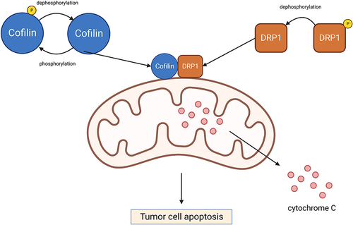 Figure 3 Cofilin regulates tumor cell apoptosis. Activated cofilin translocated to the mitochondria can directly bind to the potential cleavage sites in the outer mitochondrial membrane, which interacts with DRP1 to promote cytochrome C release and accelerate mitochondria breakage, resulting in tumor cell apoptosis. Created with BioRender.com.