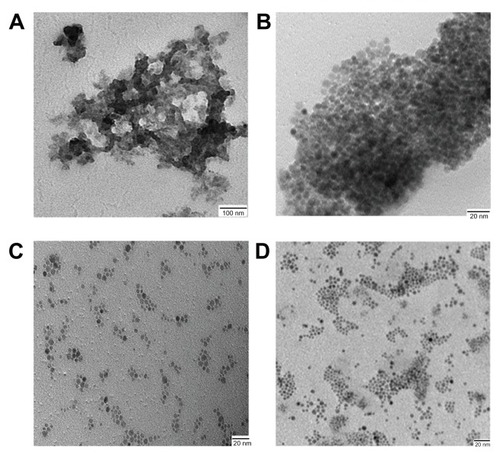 Figure 2 TEM micrograph of hydrophilic SPION coated with different ligands (A) TMAOH (B) DMSA (C) CA (D) CA/BMPA.Abbreviations: TEM, transmission electron microscopy; SPION, superparamagnetic iron oxide nanoparticles; TMAOH, tetramethyl ammonium hydroxide; DMSA, dimercaptosuccinic acid; CA, citric acid; BMPA, 2-Bromo2-methyl propionic acid.