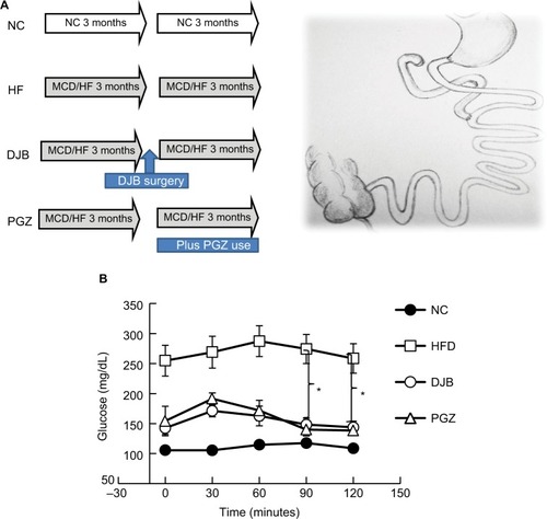 Figure 1 Experimental design and oral glucose tolerance test.