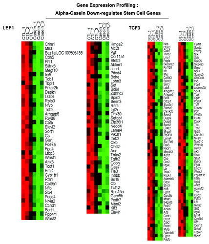 Figure 9B. α-casein transcriptional profiling. Results from pathway analysis with ASSESS. We performed pathway analysis using ASSESS (analysis of sample set enrichment scores). Note that α-casein upregulates gene transcripts associated with inflammatory interferon/STAT1 signaling (A) and decreases gene transcripts associated with “stemness” (B).