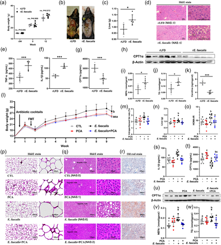 Figure 4. Effects of E. faecalis and PCA on MAFLD by FMT experiments. The first FMT experiment (A-K) aimed to investigate the effect of E. faecalis on MAFLD in mice (n = 6). (a) Body weight of mice. (b) Representative anatomical drawing. (c) Liver weight of mice. (f) Representative liver sections by hematoxylin – eosin (H&E) staining with original magnification × 100 (left) and × 400 (right). (e) TNF-α, (f) IL-1β, and (g) CPT1α in serum. (h) Representative CPT1α blots in liver. (i) NEFA, (j) TG, and (K) carnitine in 10% liver homogenate. The second FMT experiment (L-W) aimed to know the effect of PCA on E. faecalis associated MAFLD (n = 8). (l) Growth curves of mice body weight. (m) Intraperitoneal fat rate. (n) Liver weight. (o) HOMA-IR index based on serum levels of glucose and insulin. (p) Representative sections of intraperitoneal fat by hematoxylin-eosin (H&E) staining with original magnification × 100 (left) and × 400 (right). (q) Representative liver sections by hematoxylin-eosin (h and e) staining with original magnification × 100 (left) and × 400 (right). (r) Representative liver sections by oil red staining (original magnification × 100). (S) IL-1β and (t) CPT1α in serum. (u) Representative CPT1α blots in liver. (v) NEFA and (W) TG in 10% liver homogenate. Data represent as mean ± SD, and significant correlations were marked by *P < 0.05, **P < 0.01, ***P < 0.001, or bars with different letters differ significantly (P < 0.05). Hepatic histopathological scores were evaluated based on NAFLD Activity Score (NAS). The score ranging from 0 to 8 is defined as the unweighted sum of the scores for steatosis (0–3), lobular inflammation (0–3) and ballooning (0–2). CPT1α, carnitine palmitoyltransferase-1 alpha; E. faecalis, Enterococcus faecalis; FMT, fecal microbiota transplantation; HOMA-IR, homeostasis model assessment-estimated insulin resistance; LFD, low-fat diet; NEFA, non-esterified free fatty acids; PCA, protocatechuic acid; rE. faecalis, recipient mice of E. faecalis; rLFD, recipient mice of LFD; TG, triglyceride.