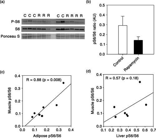 Fig. 1 (a) Immunoblot showing phosphorylated and total ribosomal protein S6 from skeletal muscle of control (lanes indicated with ‘C’) and rapamycin-treated (lanes indicated with ‘R’) marmosets. (b) Quantification of relative levels of phosphorylation of ribosomal protein S6 (S6) in skeletal muscle generated from immunoblot in A. Data are presented as mean values (± SEM) for indicated groups (c–d). Plot comparing relative levels of phosphorylated/total S6 ratio in muscle with that found in adipose and liver collected from the same rapamycin-treated marmosets (n = 7 total rapamycin-treated animals). Circles represent values generated from samples collected from an individual animal and line is regression line. Values in each panel give Pearson's correlation coefficient for indicated relationship and p value. Data from liver and adipose were presented previously in (Citation23),Citation24.