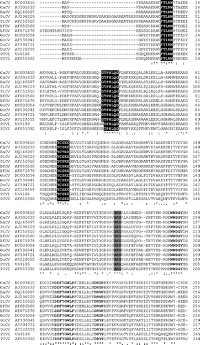 Figure 4.  Sequence alignment of the deduced amino acid sequences of the Rep proteins (ORF V1) of RaCV, CaCV PiCV, BFDV, GoCV, DuCV, PCV1 and PCV2. Accession numbers of the sequences are listed alongside the isolates. Alignments were performed and displayed using the ClustalW and Pretty programs. Black shading highlights the three conserved motifs associated with rolling circle replication, and lighter shading highlights the dNTP-binding domain. Three additional conserved motifs mentioned in the text are shown as bold text. Identical amino acids are indicated by asterisks.