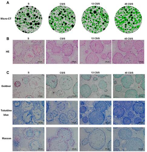 Figure 5 Bone formation of PDLSC sheet/BCP constructs in vivo 8 weeks post-surgery. (A) Representative images of micro-CT. (B) HE staining. (C) Goldner’s trichrome, toluidine blue, and Masson staining.