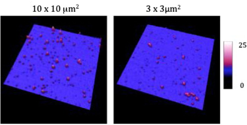 Fig. 6 Images taken in liquid mode of breast cancer cell-derived EVs coated on anti-TF antibodies in 2 size windows: 10×10 µm2 and 3×3 µm2. The Z scale represents the sample height in nanometre.