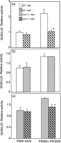 Figure 2  Effect of methionine (Met) application on the expression of the β subunit gene in the transient assay. Plasmids carrying P35S::GUS or P35SEn:Pβ::GUS were transfected to protoplasts prepared from wild-type Col-0 (WT,□) and mto1-1 mutant (□) plants. The 221-LUC + plasmid was co-transfected as an internal control. Protoplasts were cultured in media with or without 0.1 mmol L−1 of Met for 48 h after transfection. The GUS activity relative to the LUC activity was calculated and the values were recalculated relative to the value from wild-type protoplasts transfected with P35S::GUS cultured without Met. (a) Effects of Met application in the wild-type protoplasts. (b) Effects of the mto1-1 mutation. (c) Effects of Met application in the mto1-1 mutant protoplasts. Means and standard deviations of three replicates are shown. Asterisks in panels (a, c) indicate significant differences between treatments with and without Met (Student's t-test, P < 0.05).