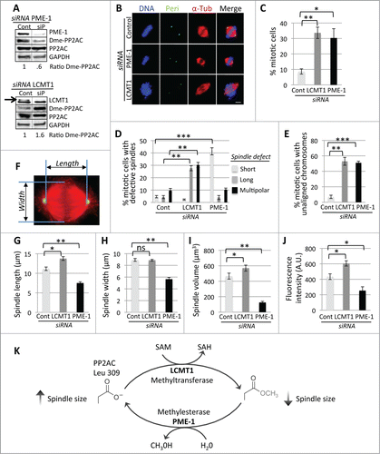 Figure 1. For figure legend, see page 1951. Figure 1 (See previous page). RNAi-mediated perturbation of the LCMT1-PME-1 methylation equilibrium leads to misregulation of spindle size and cell division. (A) siRNA knockdown of LCMT1 or PME-1 expression levels compared to control non-targeting siRNA. Note that the levels of demethylated PP2AC decreases in PME-1 depleted cells and increases in LCMT1 depleted cells. (B) Immunofluorescence microcopy showing that PME-1 depletion leads to abnormally short spindles and LCMT1 depletion leads to abnormally long spindles. Bar = 5 μm. (C) Quantification of the percentage of cells in mitosis showing that depletion of LCMT1 or PME-1 leads to a major increase in cells arrested in mitosis. (D) Quantification of the percentage of mitotic cells with abnormal spindles (short, long, multipolar) showing that depletion of LCMT1 or PME-1 leads to a major increase in abnormal spindles. (E) Quantification of the percentage of mitotic cells with unaligned chromosomes showing that depletion of LCMT1 or PME-1 leads to a major increase in unaligned chromosomes. (F) Outline of metaphase spindle pole-to-pole (PTP) distance and width measurements. (G) Quantification of metaphase spindle PTP distance (in μm) showing that depletion of PME-1 leads to abnormally short spindles and depletion of LCMT1 depletion leads to abnormally long spindles. (H) Quantification of metaphase spindle width (in μm) showing that depletion of PME-1 leads to abnormally short spindle widths, while depletion of LCMT1 had no significant effect on spindle width. (I) Quantification of metaphase spindle volume (in μm3) showing that depletion of PME-1 leads to a decrease in volume and depletion of LCMT1 leads to an increase in volume. (J) Quantification of the total fluorescence intensity of mitotic spindle microtubules for PME-1 or LCMT1-depleted cells, in arbitrary units (A.U.), showing that depletion of PME-1 leads to a decrease in total microtubule polymer, whereas depletion of LCMT1 leads to an increase in total microtubule polymer. (K) Model of the LCMT1-PME-1 methylation equilibrium that regulates spindle size and normal cell division. (C, D, F–J) Data represents average ± SDs of 3 independent experiments. * = P < 0.05, ** = P < 0.005, *** = P < 0.0005, ns = not statistically significant.