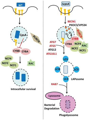 Figure 5. CpsA inhibits phagosomal recruitment of NADPH oxidase and prevents LAP. WT M. tuberculosis (left) exports CpsA, which prevents recruitment of the NADPH oxidase (which is composed of subunits CYBA/p22phox, CYBB/gp91phox/NOX2, NCF4/p40phox, NCF1/p47phox, NCF2/p67phox). The NADPH oxidase is activated by GTP-bound RAC1-RAC2 and is stabilized by RUBCN. When CpsA is lacking (right), the NADPH oxidase is recruited to the phagosome, which results in ROS production. Subsequently LC3 is recruited to the phagosomal membrane through the ATG conjugation system (ATG5, ATG7, ATG12, ATG16L1, and others). The LAPosome matures and is delivered to the lysosome, which depends upon RAB7. Proteins in red are those that are required for macrophages to kill the ∆cpsA mutant.
