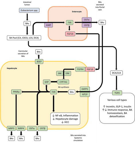 Figure 5. Bile acid (BA) induced signaling pathways influence BA homeostasis and inflammation. BAs in the gut are taken up by enterocytes via the apical sodium-bile acid transporter (ASBT) and bind to the farnesoid X receptor (FXR) which in turn upregulates the expression of the fibroblast growth factor 19 (FGF19). FGF19 can then bind to FGF receptor 4 in hepatocytes to downregulate BA synthesis in liver through the JNK/ERK pathway. Additionally, BAs transported through the portal vein can inhibit BA synthesis in hepatocytes in a FXR-mediated manner by entry through the organic anion transporting polypeptide 1 (OATP1) or sodium-taurocholate cotransporting polypeptide (NTCP) and upregulating the BA synthesis inhibiting transcription factor small heterodimer protein (SHP). FXR can also influence BA homeostasis through the peroxisome proliferator-activated receptor alpha (PPARα). LCA and DCA produced by Eubacterium spp. are high-affinity ligands for TGR5, which upon binding of said BAs can modulate glycemic response, immune response, BA homeostasis and BA detoxification in various tissues.