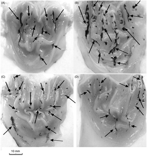 Figure 3. Representative photographs of the gastric mucosa of drug + stress groups: (A) vehicle + water-restraint stress (WRS), (B) naproxen + WRS, (C) ATB-346 + WRS, (D) celecoxib + WRS. Arrows indicate the main areas of gastric damage.