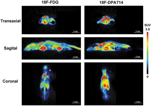 Figure 2. Characteristics of biodistribution of [18F]FDG and [18F]DPA714 in the CT26 tumour model