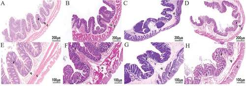 Figure 6. Histological structure of the caecum of ground squirrel in different seasons. (A–D) Summer, autumn, winter and spring; (E–H) higher magnification image. Summer, autumn, winter and spring. (a) the structure of cecum fold; (b) submucosa; (c) muscle layer.