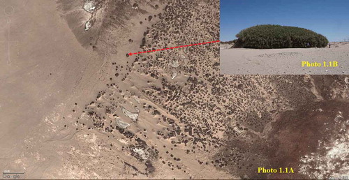 Figure 1. Satellite image of Tamarix chinensis nebkhas landscape between an oasis and sand dunes (Photo 1.1A, Google map) and a close-up of a single T. chinensis nebkha (Photo 1.1B) in Qaidam Basin. Photo by Weicheng Luo