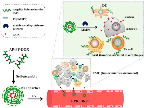 Figure 3. Proposed schematic diagram of AP-PP-DOX (Angelica polysaccharide-peptide-doxorubicin) nanoparticles for antitumor drug delivery. Reprinted with permission from Wang et al. (2020).