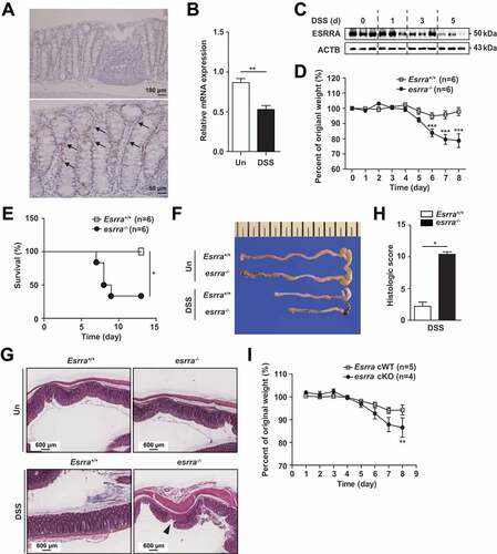 Figure 1. Loss of Esrra aggravates DSS-induced colitis in mice. (A) Immunohistochemical analyses of ESRRA expression in large intestine. Black arrows label intestinal epithelial cells of intestinal mucosal tissues. (B, C) ESRRA expressions in colon of DSS-induced colitis model of mice by qPCR and western blotting. (D) initial weight and percent body weight after 1.5% DSS treatment of Esrra+/+ and esrra−/− mice. (E) Survival of control and mutant mice after 1.5% DSS administration. (F) colon length and representative photographs of colon from control and 1.5% DSS-treated mice of each genotype. (G) representative light microscopy images of H&E stained colon tissue sections from Esrra+/+ and esrra−/− mice before and 5 days after 1.5% DSS administration. Scale bars: 600 μm. Arrowhead denote epithelial cell damage. (H) colon histological score at day 9. (n > 5 per group). (I) Initial weight and percent body weight after 1.5% DSS treatment of EsrraFlox/Flox and esrra cKO. *P < 0.05, **P < 0.01, ***P < 0.001. Mann-Whitney U test (B and H), Two-way ANOVA (D) and log-rank (Mantel-Cox) test (E). Data are the representative of three independent experiments (A, C, F, and G), and values represent means (± SEM) from three or four independent experiments performed in triplicate (B, D, E, and H). Un, untreated. DSS, DSS treated