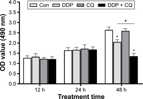 Figure 2 Combination of CQ and DDP more efficiently suppresses SW13 cell viability.