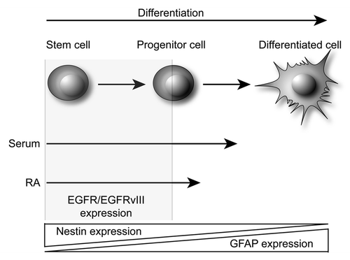 Figure 5. Schematic view of proposed serum- and RA-induced differentiation of bCSC. Serum induces a close-to terminal differentiation of immature cancer cells such as bCSC and progenitor cells. The resulting cells lose EGFR and EGFRvIII expression, and downregulates Nestin while upregulating GFAP expression. However, the cells still retain some tumorigenic potential and proliferate, although they are not able to self-renew. RA induces less differentiation than serum as visible by less upregulation of GFAP and almost unchanged Nestin expression. In addition, the cells retain some capacity of self-renewal and proliferation and as such they could represent some stage of progenitor cell differentiation. However, both EGFR and EGFRvIII expression are lost upon differentiation, indicating that these receptors are expressed in an immature and undifferentiated cell type such as the bCSC.