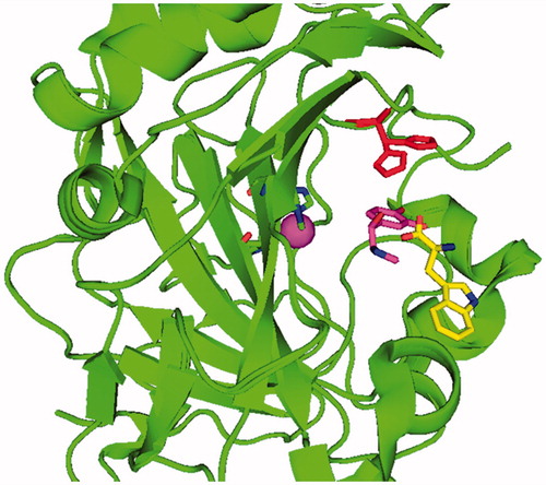 Figure 1. Complex of hCA II (green, ribbon diagram, Zn(II) ion as violet sphere) with L-adrenaline, in magenta, PDB file 2HKKCitation14 and d-Trp, in yellow, PDB file 3EFICitation13b in the activator binding sites A and B, respectively. His64, in red, is shown both in its “in” and “out” conformations. The two structures were superimposed.