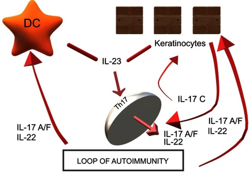 Figure 1 IL-17A and IL-17C are involved in a mutual relationship wherein IL-17A strongly induces IL-17C in keratinocytes and IL-17C is capable of synthesizing IL-17A in T lymphocytes. IL-17C may also play a role in other skin inflammatory diseases; inhibiting IL-17C may therefore be beneficial in both psoriasis and AD patients: antibody-dependent blockade of IL-17C inhibited cutaneous inflammation in the IL-23-induced psoriasis model and even in AD-like inflammation in mice.Abbreviations: AD, atopic dermatitis; DC, dendritic cell; IL, interleukin; Th, lymphocyte T helper.