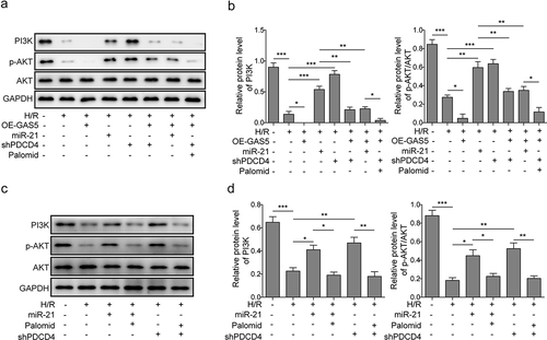 Figure 6. LncRNAGAS5 positively regulates PDCD4 and suppresses PI3 K/AKT signal pathway. (a) Representative image of western blot presenting the protein expression of PI3 K, p-AKT, and AKT in control or H/R(16 h/3 h)-treated cells induced by miR-21 mimics, OE-GAS5, or shPDCD4 or co-transfected by OE-GAS5 and miR-21 or shPDCD4 without or with the AKT inhibitor (Palomid, 2 μM). (b) Densitometry performed for quantification of western blot. GAPDH was used as a loading control. (c) Representative image of western blot presenting the protein expression of PI3 K, p-AKT, and AKT in control or H/R-treated cells or H/R-treated cells induced by miR-21 mimics or shPDCD4 without or with the AKT inhibitor (Palomid, 2 μM). (d) Densitometry performed for quantification of western blot. GAPDH was used as a loading control. Data are presented as the mean ± SD from at least three independent experiments. *P < 0.05, **P < 0.01 and ***P < 0.001.