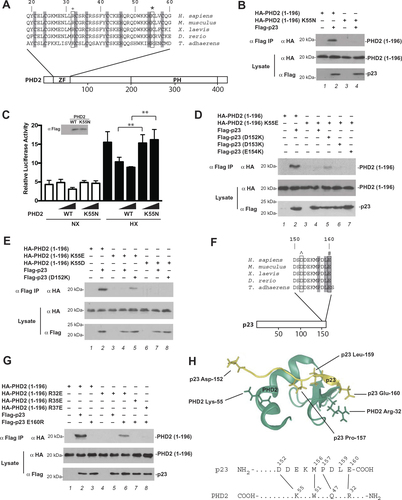 Figure 1 Functional characterization of K55N PHD2. (A) Diagram of PHD2, showing the location of zinc finger (ZF) and prolyl hydroxylase (PH) domains. Sequence of zinc finger across various metazoan species is shown at top. *= Lys-55 and += Arg-32 (human nomenclature). Shading = zinc chelating residues. (B, D, E, and G) HEK293FT cells were transfected with constructs for the indicated proteins. Cells were lysed, the Flag-tagged proteins were immunoprecipitated, and the immunoprecipitates examined for the absence or presence of HA-tagged PHD2 (1–196) by anti-HA Western blotting. Anti-HA and anti-Flag Western blots of lysates are also shown. Positions of molecular weight markers were as indicated. (C) HEK293FT cells in 96-well plates were transfected using Lipofectamine 2000 with 8 ng of (eHRE)3-Luc, 8 ng of RL-TK (which expresses Renilla luciferase under the control of the HSV thymidine kinase promoter), and either 0.8 or 2.5 ng of either pcDNA3-Flag-PHD2 or pcDNA3-Flag-PHD2 K55N. DNA doses were held constant by the addition of pcDNA3. Eight hr after transfection, cells were exposed to 1% O2 (HX) or maintained under normoxia (NX) for an additional 16 hr. All cells were lysed, and luciferase activities were measured and normalized to that of the Renilla luciferase internal transfection control. Shown are means ± SD, n = 3. **, p < 0.01 by student’s t-test. Anti-Flag Western blot of lysates of HEK293FT cells transfected with expression constructs for WT or K55N PHD2 is also shown. (F) Diagram of p23. ^= Asp-152 and # = Glu-160 (human nomenclature). Shading = P, L, and E of PXLE motif. (H) Top: model of p23 (152–160), which contains a PXLE motif, bound to the zinc finger of PHD2 (residues 20–59) generated as previously describedCitation12 and visualized using Protean 3 (DNASTAR). PHD2 is shown in green, p23 in yellow. Side chains of PHD2 Lys-55 and Arg-32, and p23 Asp-152, Pro-157, Leu-159, and Glu-160 are shown. Bottom: proposed contacts between residues in the C-terminal tail of p23 and residues in zinc finger of PHD2. N- and C-termini of the proteins are denoted by NH2 and COOH, respectively.