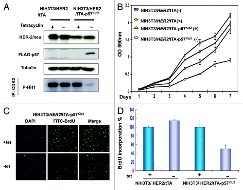 Figure 5.p57 activity blocks HER2-mediated cell growth. (A) p57 induction hinders HER2-mediated CDK activity. NIH3T3/HER2/tTA-p57 cells were treated without (−) tet. The cell lysates were immunoprecipitated with Anti-Cdk2 and were analyzed cdk2-associated kinase activity toward to HH1. (B) HER2-mediated cell growth was blocked by p57. Indicated cells were treated with tet or without tet. Cell growth was analyzed by MTT assay. (C) p57 induction reduces HER2-mediated BrdU incorporation. Indicated cells were treated with (+) or without (−) tet. The cells were fixed for anti-BrdU staining. (D) BrdU positive cells were counted and presented as a bar graph. Error bars represent standard deviation.