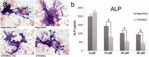 Figure 9. ALP staining and the content measurement of ALP after osteogenic differentiation. (a) MagA-MSCs and control cells with or without iron co-culture could induce differentiation to osteoblasts (ALP staining by fast blue RR salt). Scale bars: 100 µm. (b) ALP content in the two types of cells decreased with increasing iron concentration, but the decrease in ALP level of MagA-MSCs was lower than that of CTR-MSCs. The x axis is the concentration of extracellular iron supplement. Date are the mean ± SEM (#p < .01, n = 5).
