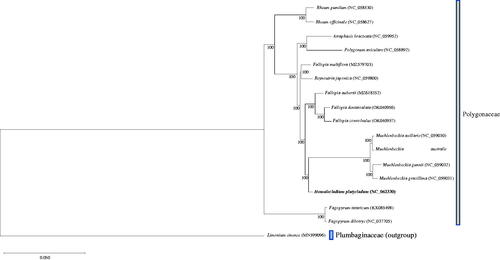 Figure 1. The number adjacent to the node shows the bootstrap value in this ML phylogenetic tree based on 17 complete chloroplast genome sequences. The bolded font represents the chloroplast genome of H. platycladum in this study.