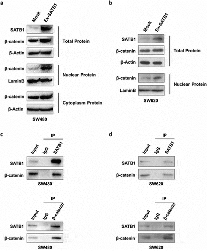 Figure 6. SATB1 regulated β-catenin at multiple levels. (a) Western blot detected the expression of SATB1 and β-catenin with the whole cell lysate, nuclear and cytoplasmic extract of SW480 cells. (b) Western blot detected the expression of SATB1 and β-catenin with the whole cell lysate and nuclear extract of SW620 cells. (c), (d) Co-immunoprecipitation detect SATB1/β-catenin protein interaction in SW480 and SW620 cells.