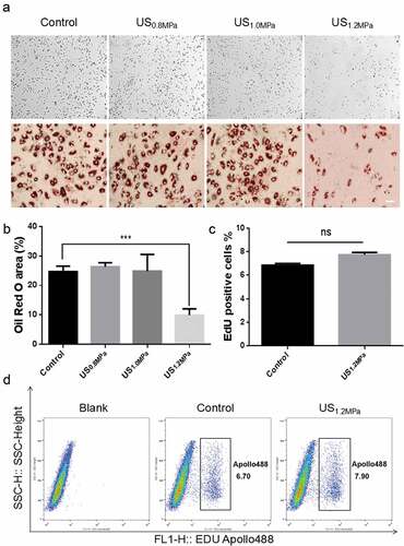 Figure 1. Effects of LIPUS on rat preadipocyte differentiation and proliferation. Primary-cultured preadipocytes were treated with different doses of ultrasound (0.8, 1.0 and 1.2 MPa) for 10 min. (a) Preadipocyte differentiation after different dose of LIPUS treatment was visualized by the oil red O staining. (b) Quantification of lipid droplet formation after different dose of LIPUS treatment. (c,d) Cell proliferation ability was analyzed by flow cytometric analysis using cell-light EdU Apollo 488 kit staining. All values are expressed as the mean ± SEM of three independent trials. Data were analyzed with independent t test. *** p < 0.001. Bar: 50 μm.