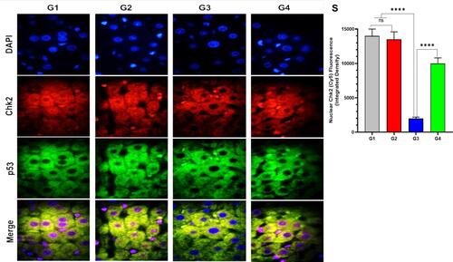 Figure 5 Effect of garlic extract on trastuzumab-induced Chk2 and p53 expression in the liver tissues. Immunofluorescence images from the liver tissues representing DAPI (blue staining), ChK2 (red staining), p53 (green staining), and their co-localization (merged images). (S) Quantitative analysis of the Chk2 nuclear expression as fluorescence (integrated density). nsNo significance between G1 vs G2, ****Significance difference G1, G2 vs G3, and G3 vs G4 (p<0.001).