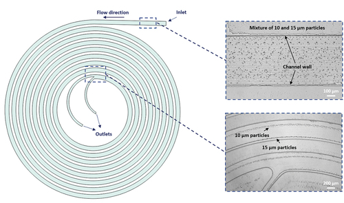 Figure 2. Suspension of particles in a spiral device. Disordered particles near the inlet. Separation of two types of particles near the outlet at a Reynolds number of 80. The two particle types have been focused in two different streams, allowing the separation of both populations. (author provided).